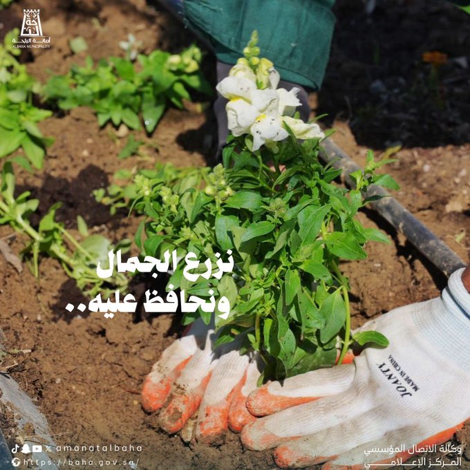 Al-Baha Municipality continues enhancing and landscaping the city’s main axes